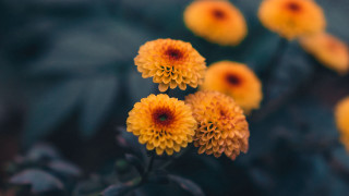 Yellow flowers green leaves macro - the background and a blurry background of leaves free wallpaper