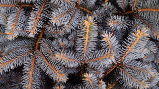 Pine orange needles branch brown - a close up of a pine tree free wallpaper