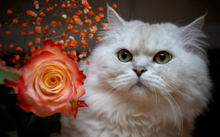 White cat green eyes red - a white cat free wallpaper