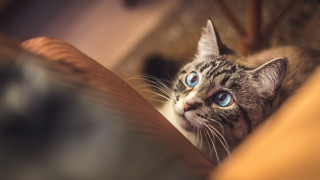 Cat blue eyes looking up 3 - something free wallpaper