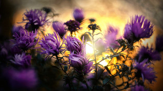 Purple flowers vase sunset fireworks - the sun in the background free wallpaper