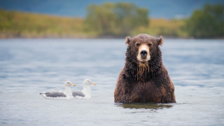 Bear water ducks trees mountains - institutional critique free wallpaper