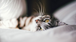 Black cat laying on bed - white sheet and pillows free wallpaper