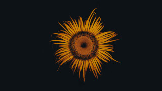 Sunflower black background yellow center - a yellow center free wallpaper