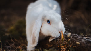 White rabbit blue eyes woods - a white rabbit free wallpaper