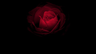 Red rose black background blue - the dark free wallpaper