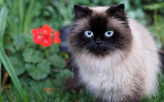 Cat blue eyes grass flower - clovis trouille free wallpaper