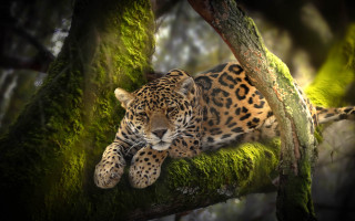 Leopard mossy branch sunlight blurry - mossy free wallpaper