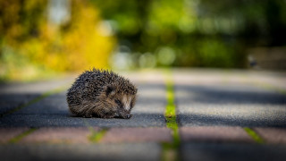 Hedgehog sitting sunblurred bokeh depth - the side of the road free wallpaper