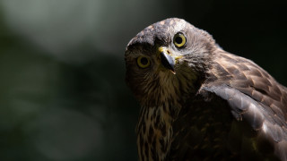 Owl yellow eyes closeup bird - a blurry background of trees and bushes free wallpaper