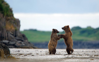Bears beach playing motion blur - two bear free wallpaper