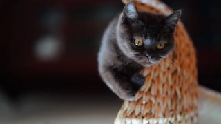 Cat serious big eyes chair - duccio free wallpaper