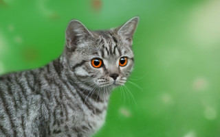 Orange eyes cat green blur - a green background behind free wallpaper
