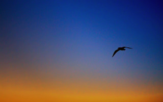 Bird sky sunset blue orange - sunset free wallpaper