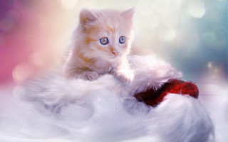 White cat fluffy blanket blue - a kitten free wallpaper