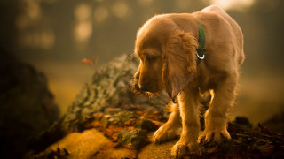 Dog collar rock woods stump - a collar free wallpaper
