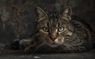 Sad cat looking camera blurry 2 - neoplasticism free wallpaper