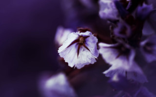 Closeup flower bokeh purple butterfly - dorothea braby free wallpaper