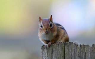 Squirrel curious fence post blue - a squirrel free wallpaper