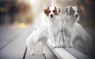 Dog shiba inu outside ledge - reflective free wallpaper