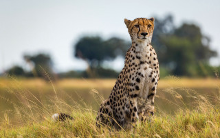 Cheetah field tallgrass blurry background - tall grass free wallpaper