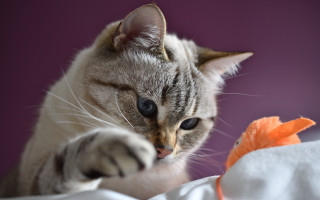 Cat toy bed purple white - catrin g grosse free wallpaper