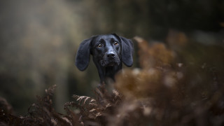 Black dog sad look grass - a black dog free wallpaper