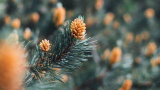 Pine tree cones bokeh christmas 2 - the branch free wallpaper