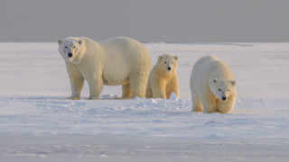 Polar bears snow field ecological - polar free wallpaper
