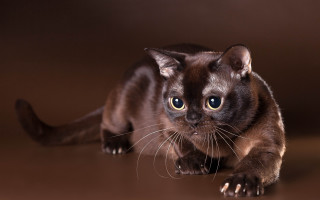 Curious sumatraism blue eyed cat - its face and body free wallpaper