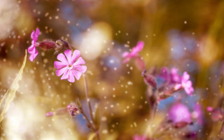 Pink flower bokeh macro tiltshift - the foreground free wallpaper