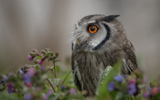 Small owl orange eye purple - a field of flowers free wallpaper