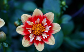 Red white flower yellow center - macro photography free wallpaper
