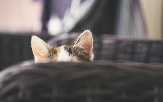 Cat laying chair ears closed - ear free wallpaper
