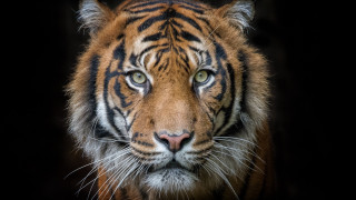 Tiger white stripe marble wildlife - a tiger free wallpaper