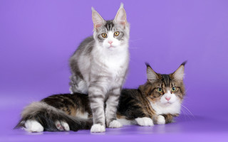 Grey white cats purple background 2 - the other free wallpaper