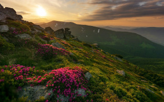 Grassy hill flower sunset clouds 2 - a grassy hill free wallpaper