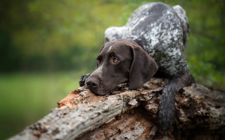 Dog log forest lake ElkeVogelsang - in a forest free wallpaper