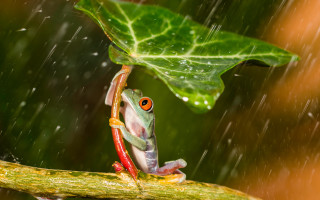 Frog branch rain leaf closeup - a frog free wallpaper
