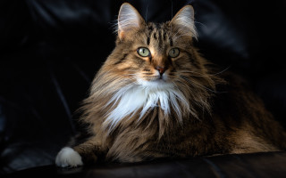 Fluffy white tail cat regal - a black couch free wallpaper