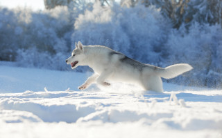 Husky snow woods trees winter - a husky dog free wallpaper