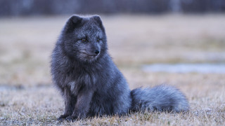 Gray wolf sitting field sad - caspar wolf free wallpaper