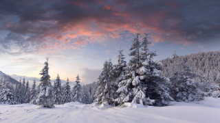 Snowy landscape trees sunset clouds 3 - tree and a sunset in the background free wallpaper