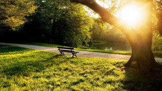 Park bench tree path lake - a park bench free wallpaper