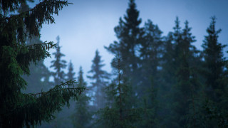 Forest trees blue sky clouds - lot of trees free wallpaper