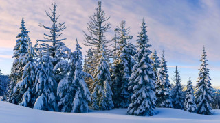 Snowy landscape trees blue sky 6 - a snowy landscape free wallpaper