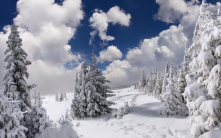Snowy landscape trees clouds mountain - a snowy landscape free wallpaper