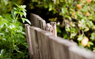 Wooden fence bird garden bokeh - depth of field free wallpaper