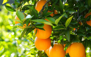 Oranges hanging tree leaves sunlight - sunlight free wallpaper