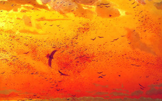 Birds sunset water flock autumn - over a large body of water free wallpaper